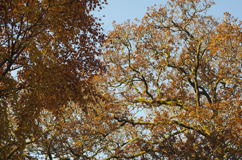 Golden Leaves of Tall Trees at the Woods in Worms Eye View on Light Blue Sky Background.