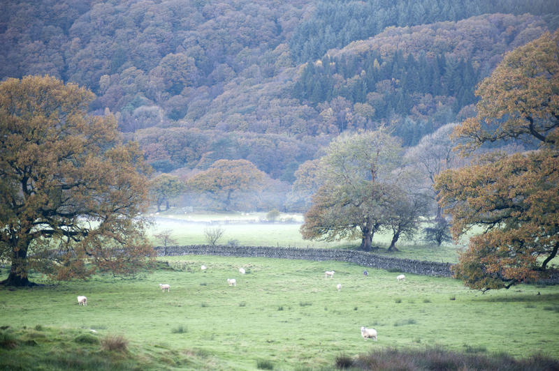 Beautiful pastoral English landscape with a flock of sheep grazing in a lush pasture with a wooded hill in the background veiled in thin mist