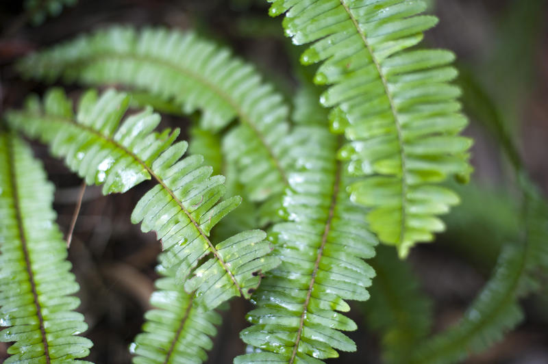 Cluster of fresh green sword fern fronds or leaves growing outdoors in a nature or botanical background