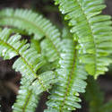 10959   Sword fern fronds