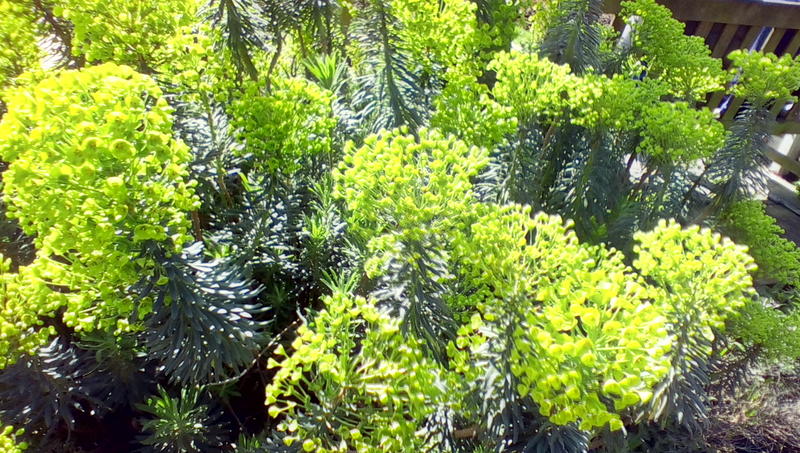 <p>Green Shrubs on a sunny day</p>
