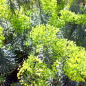 11054   Green shrubs