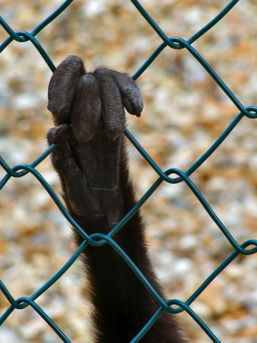 <p>Behind the wire<br />
Looks rather poignant; in fact, a contented ape enjoying the susnshine at the Owl & Monkey Haven (animal rescue centre), Isle of Wight, England</p>