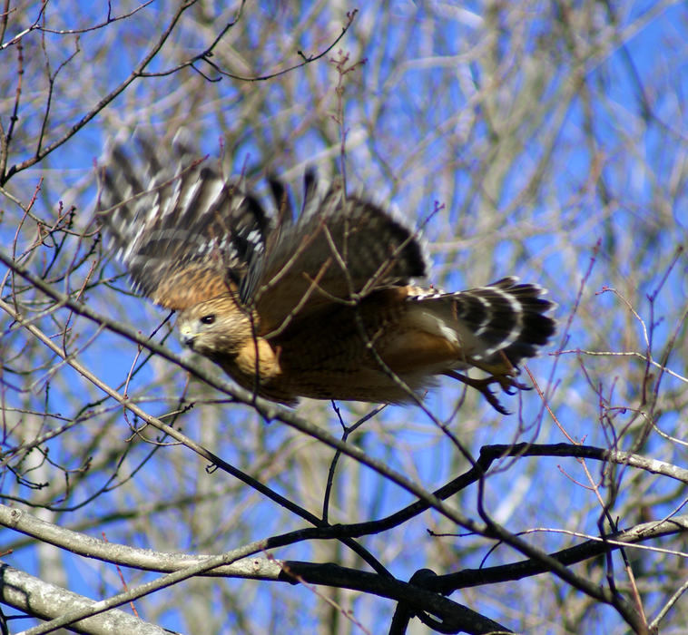 <p>Hawk Searching for Food</p>
Sony A330 DSLR