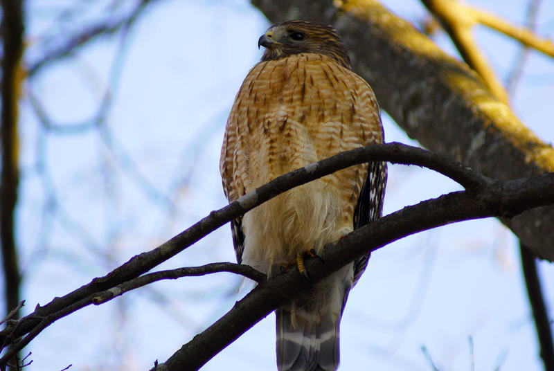 <p>Hawk on the Lookout</p>
Sony A330 DSLR