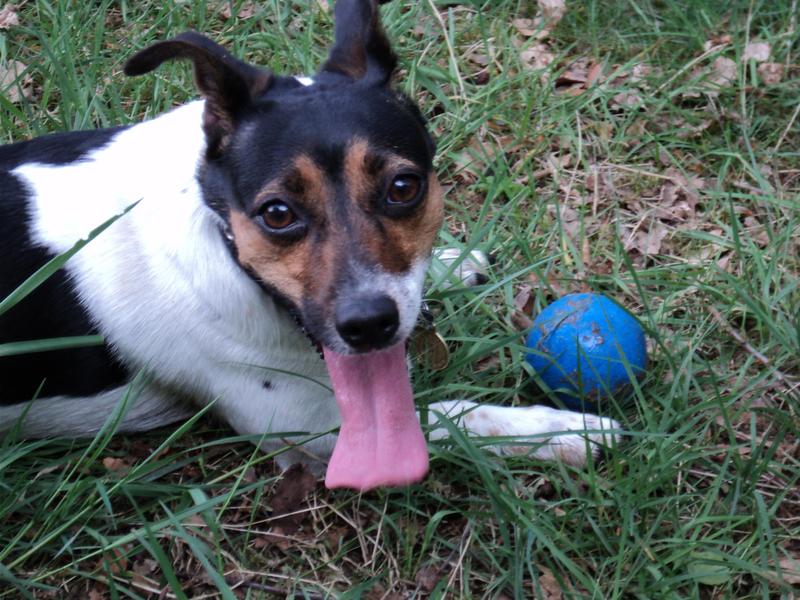 <p><strong>Jack Russel Terrier Dog Toy</strong></p>
<p>pet, animal, canine, Russel, dog toys, dog toy, toy, jack, Jack Russell Terrier, dogs, dinky, sweet cuddly, friend, training, animals, duty, ball, happy, satisfied, tongue, tired, forworn, footworn, jaded, all-in, all-out, cute</p>