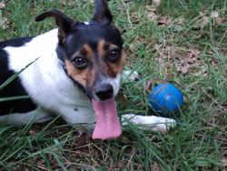 11235   jack russel terrier suus