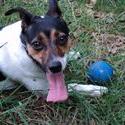 11235   jack russel terrier suus