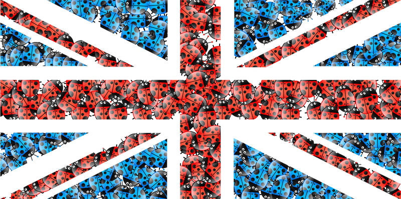 <p>Ladybug UK Union Jack flag illustration.</p>