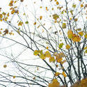 10960   Late autumn tree