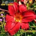 11763   Life Abundant