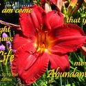 11763   Life Abundant