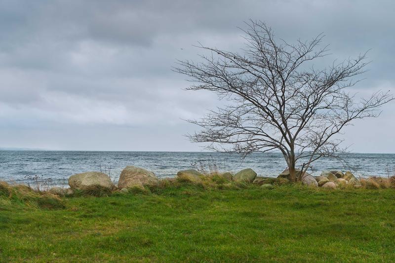<p>Lonely Leafless Tree at Seashore in Windy Weather</p>