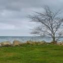 11066   lonely leafless tree