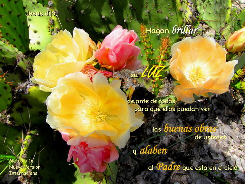 <p>Cactus Flowers, central Texas, USA</p>
Cactus Flowers, central Texas, USA
