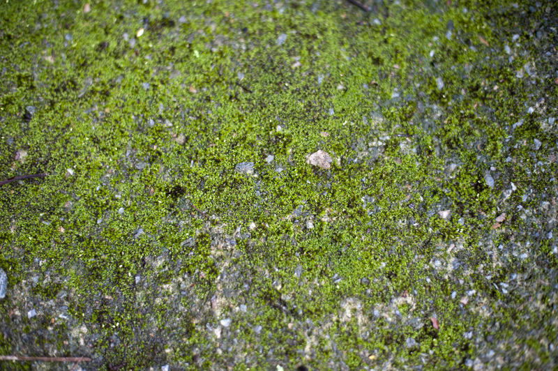 closeup on a moss covered stone surface