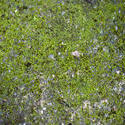 10961   moss background