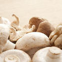 11791   Selection of fresh edible mushrooms