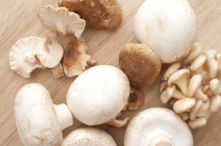 11792   Different white mushrooms