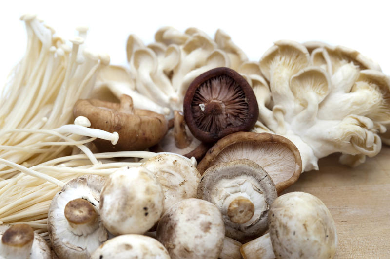 Assortment of edible fresh mushrooms for use as ingredients in gourmet and vegetarian cooking including shitake, oyster and cultivated agaric mushrooms