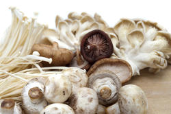 8424   Assortment of edible fresh mushrooms