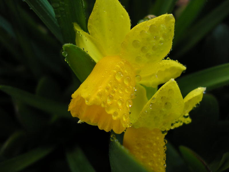 <p>Yellow daffodil after an artificial rain</p>