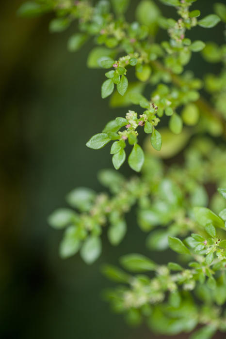 a macro image detailing of the leaves on a small plant