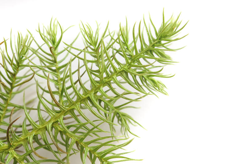 Close up of the fresh green needles of a Norfolk Island pine branch on a white background with copyspace conceptual of Christmas