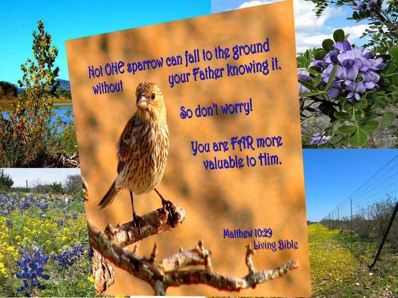 Composite of sparrow with ranchland and flowersComposite of sparrow with ranchland and flowers