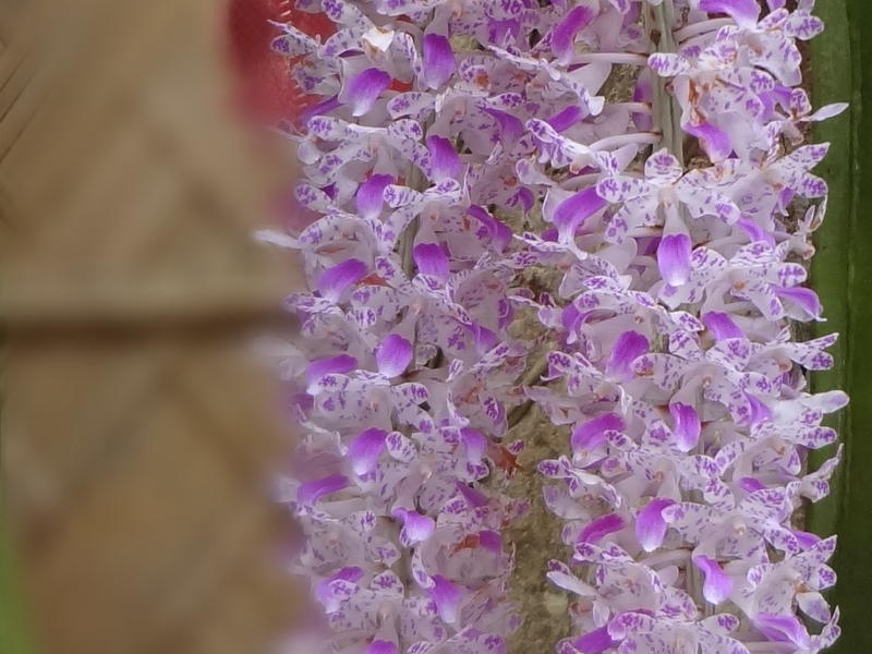 <p>Orchid</p>
