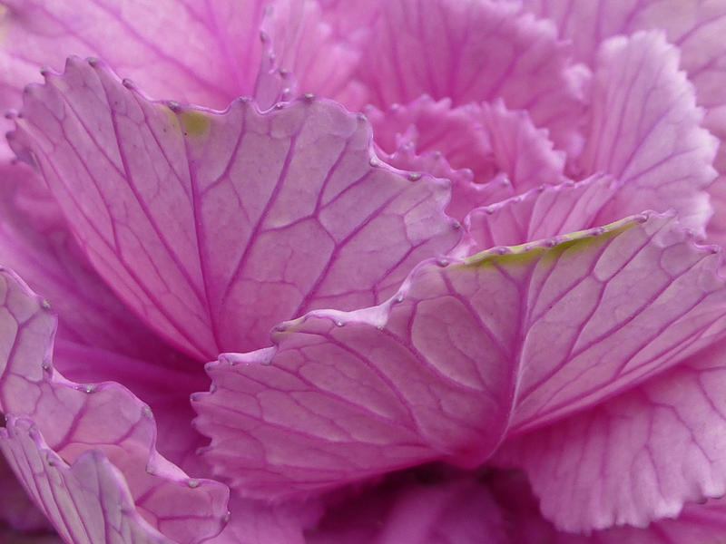 Close up of the head and leaves of an edible ornamental purple cabbage, botanical or agricultural background