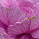 9839   Ornamental purple cabbage