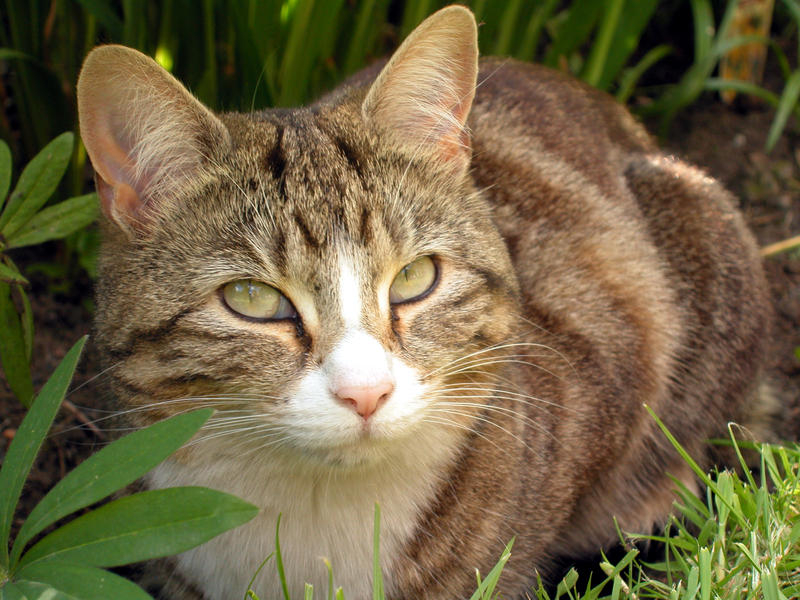 <p>British short hair tabby cat</p>