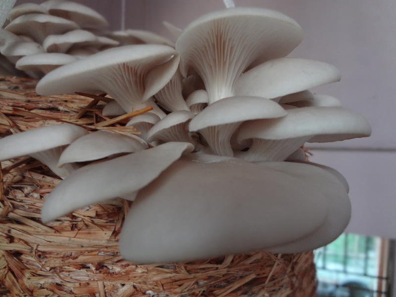 <p>Edible oyster mushroom of genus Pleurotus (P. sajorcaju)</p>
