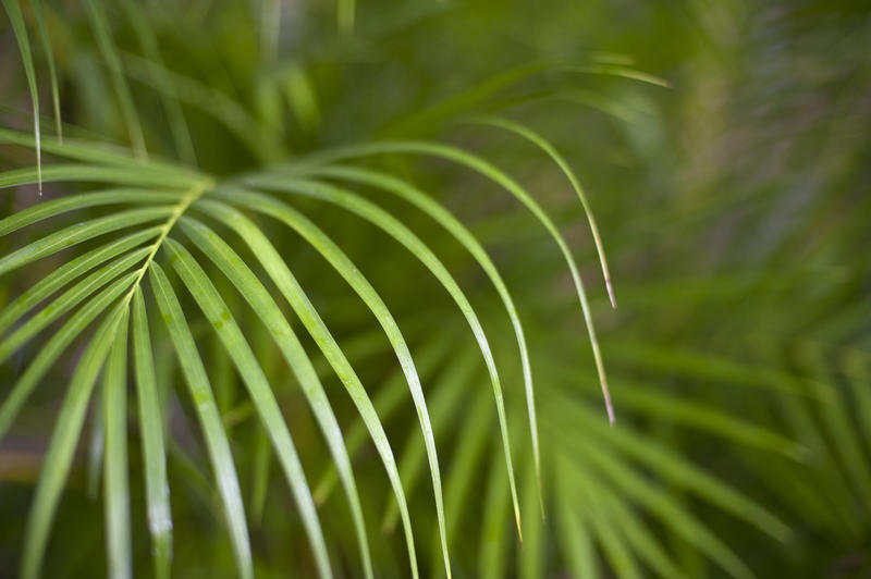 background image with the fronds of a tropical palm plant