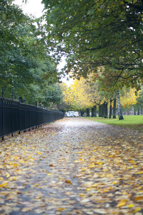 Walkway with Fallen Leaves and Side Rails at the Tranquil Park with Tall Green Trees