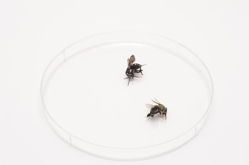 Two dead household flies lying in a plastic petri dish on a white surface