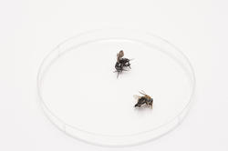 10764   Two dead household flies