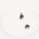 10764   Two dead household flies