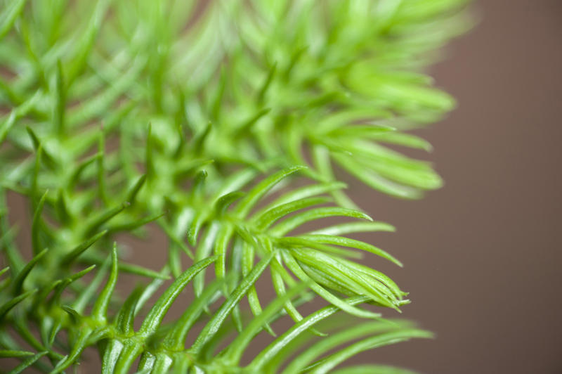 Close Up of Sprigs of Fresh Green Pine Needles, New Tree Growth