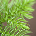 10966   Close Up of Fresh Green New Pine Needle Growth