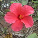 8769   pink  hibiscus flower