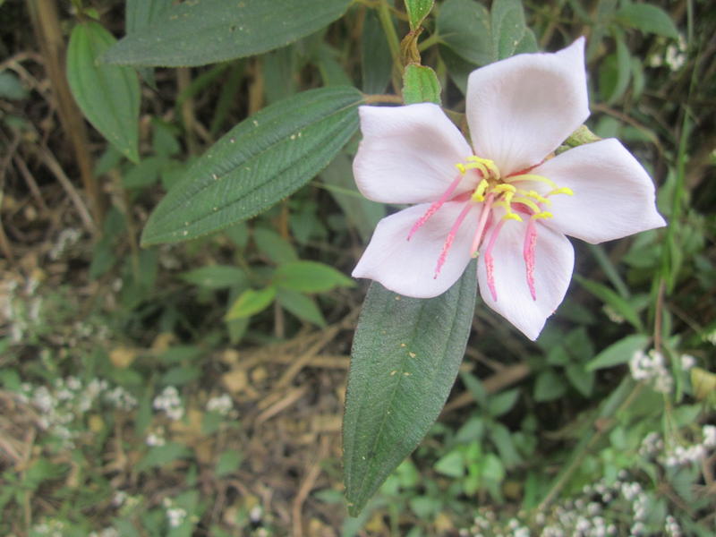 <p>close up on a pretty pink climbing flower</p>