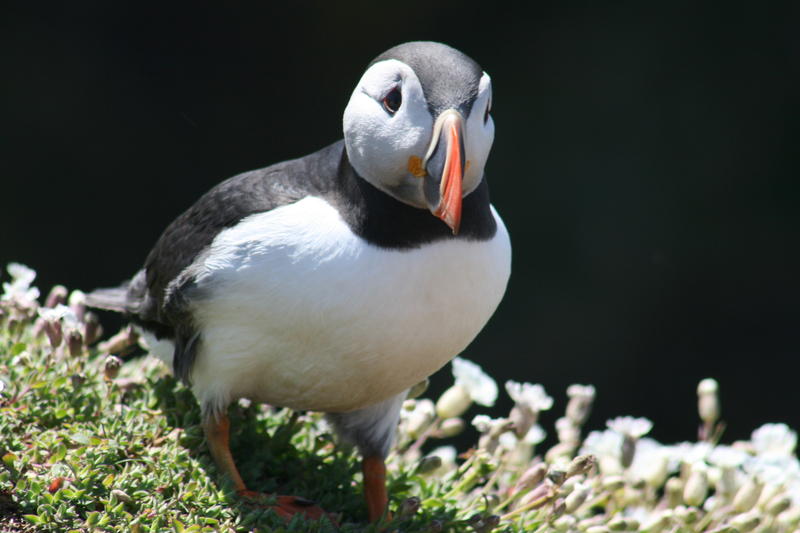 <p>A beautiful Puffin seen on Skomar Island, South Wales, just as the mating season started, while they were all looking their best!&nbsp;</p>