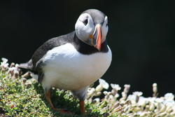 8707   puffin skomar island