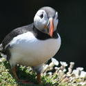 8707   puffin skomar island