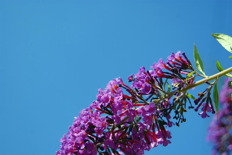 <p>Unflowered plant against a blue sky</p>
Sony A330 DSLR