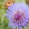 10948   purple thistle