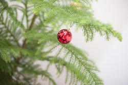 8670   Bauble hanging on the branch of a Christmas tree