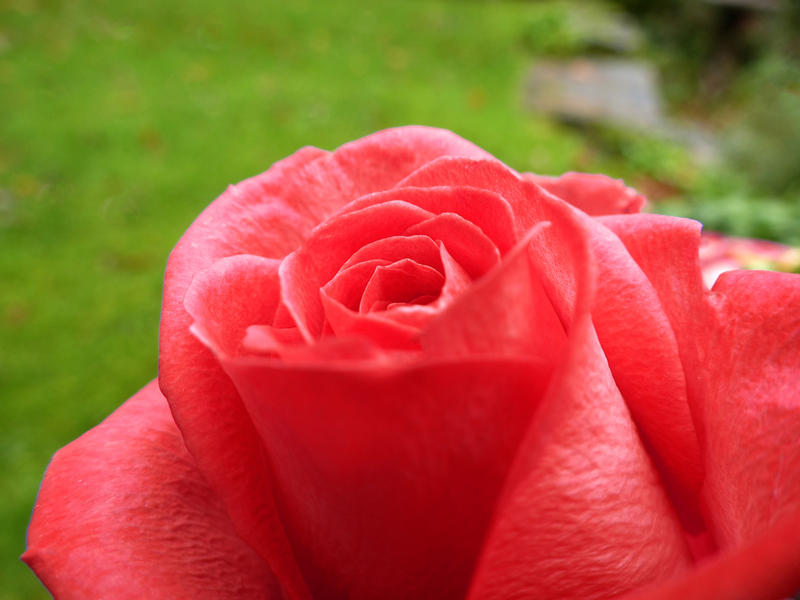 a beautiful red rose flower head with a garden background